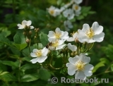 Rosa multiflora