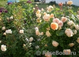 Crown Princess Margareta® Crown Princess Margareta®