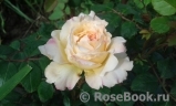 Crocus Rose® Crocus Rose®