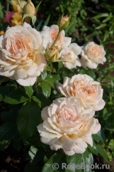 Chandos Beauty Chandos Beauty