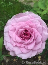 Lavender Ice Lavender Ice