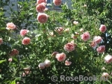 Abraham Darby Abraham Darby