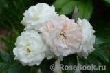 Alabaster Alabaster