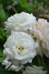 Alabaster Alabaster