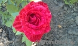 Red Intuition Red Intuition