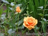 Ashram Ashram