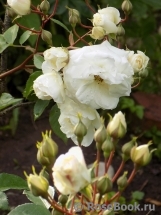 Midsummersnow ® Midsummersnow ®