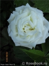 Pape Jean Paul II ® Pape Jean Paul II ®