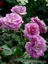 Violette Parfumee Violette Parfumee