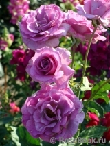 Violette Parfumee Violette Parfumee