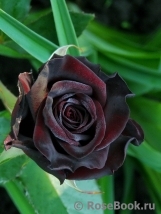 Black Baccara