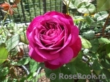 Heidi Klum Rose Heidi Klum Rose
