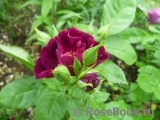 Purple Star ® Purple Star ®