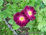 Purple Star ® Purple Star ®