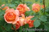 Lady of Shalott Lady of Shalott