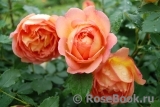 Lady of Shalott Lady of Shalott