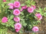 Heidi Klum Rose Heidi Klum Rose