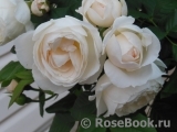 Uetersener Klosterrose Uetersener Klosterrose