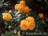 Bernstein-Rose Bernstein-Rose