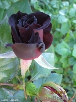 Black Baccara Black Baccara