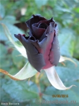 Black Baccara Black Baccara