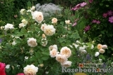 Crocus Rose® Crocus Rose®