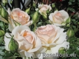 Chandos Beauty Chandos Beauty
