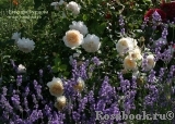 Crocus Rose® Crocus Rose®