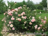 Abraham Darby Abraham Darby