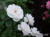 Lions Rose Lions Rose