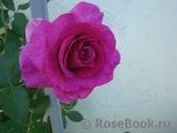 Violette Parfumee Violette Parfumee