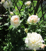 Chandos Beauty Chandos Beauty