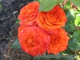 Orange Babyflor 