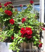 Rose de Fleurie ® Rose de Fleurie ®