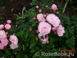 Heavenly Pink Heavenly Pink