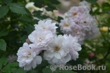 Blush Noisette Blush Noisette