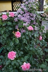La Rose de Molinard ® La Rose de Molinard ®