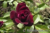 Burgundy Ice Burgundy Ice