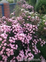 Heavenly Pink Heavenly Pink