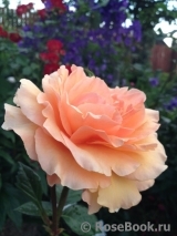 Garden Glory Garden Glory