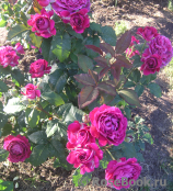 Scent of Woman ® Scent of Woman ®