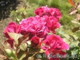 Scent of Woman ® Scent of Woman ®