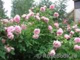 Cottage Rose Cottage Rose