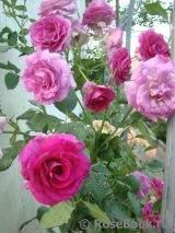 Violette Parfumee Violette Parfumee