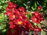 Bienenweide Rot Bienenweide Rot