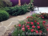 Coral Drift ® Coral Drift ®