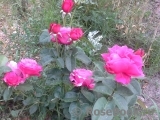 Vin Rose Vin Rose
