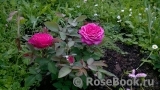 Heidi Klum Rose Heidi Klum Rose