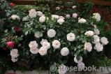 Lions Rose Lions Rose