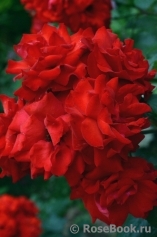 Alain Alain